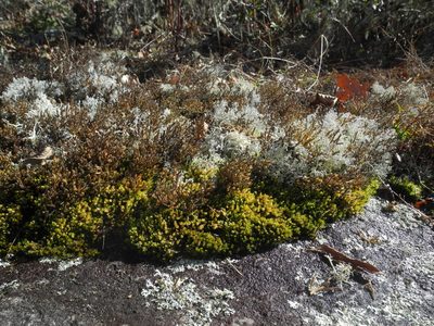 Selaginella tortipila, photographed by Michael J. Papay