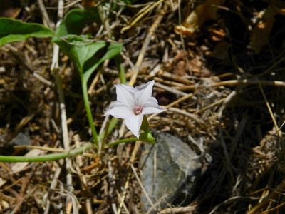 Convolvulus bonariensis, photographed by Guillermo Debandi