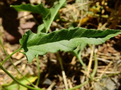 Convolvulus bonariensis, photographed by Guillermo Debandi