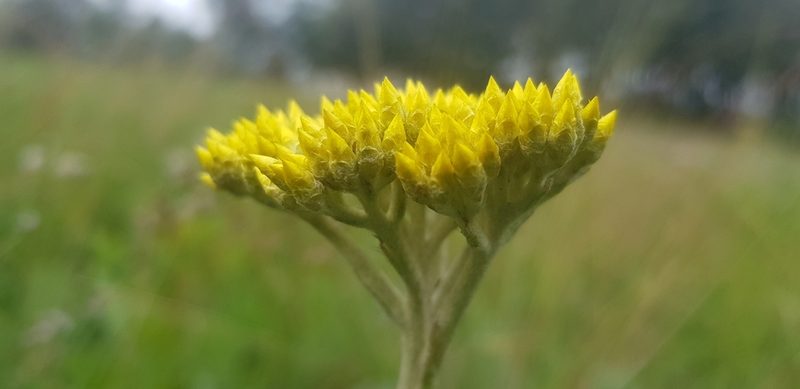 Helichrysum acutatum, photographed by Suvarna Parbhoo Mohan