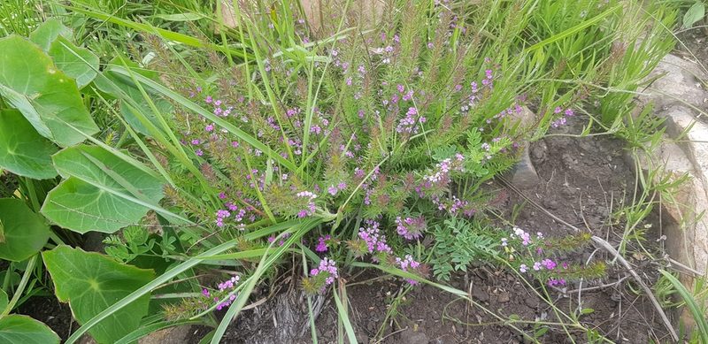 Muraltia lancifolia, photographed by Suvarna Parbhoo Mohan