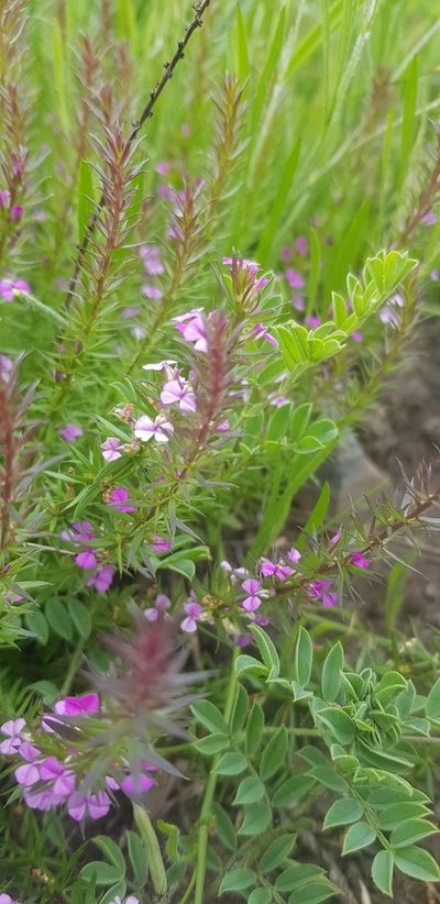 Muraltia lancifolia, photographed by Suvarna Parbhoo Mohan