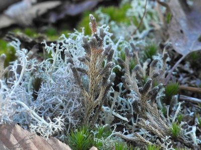 Selaginella tortipila, photographed by Michael J. Papay