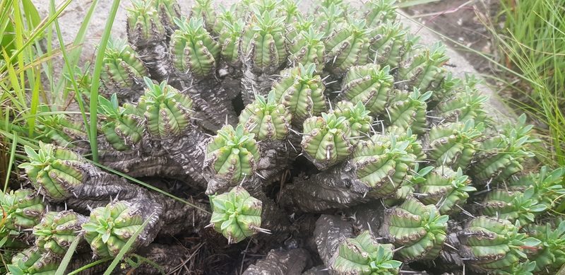 Euphorbia pulvinata, photographed by Suvarna Parbhoo Mohan