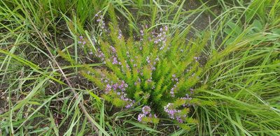 Muraltia lancifolia, photographed by Suvarna Parbhoo Mohan