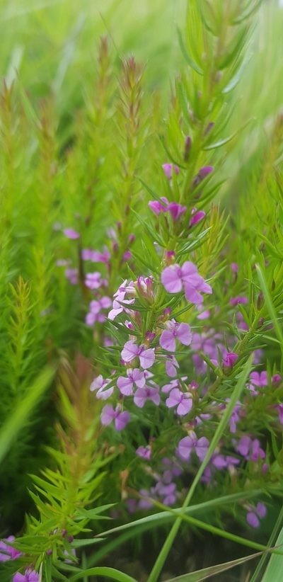 Muraltia lancifolia, photographed by Suvarna Parbhoo Mohan