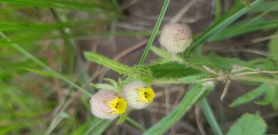 Hermannia grandistipula, photographed by Suvarna Parbhoo Mohan