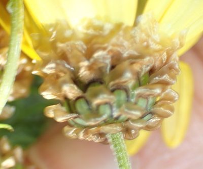 Ursinia scariosa, photographed by Nicola van Berkel