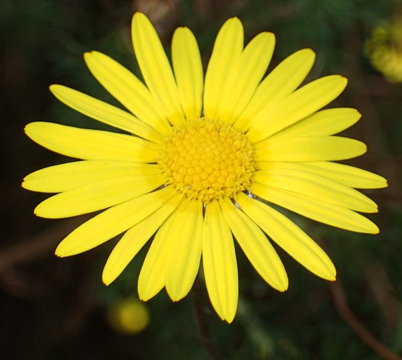 Ursinia scariosa, photographed by Nicola van Berkel