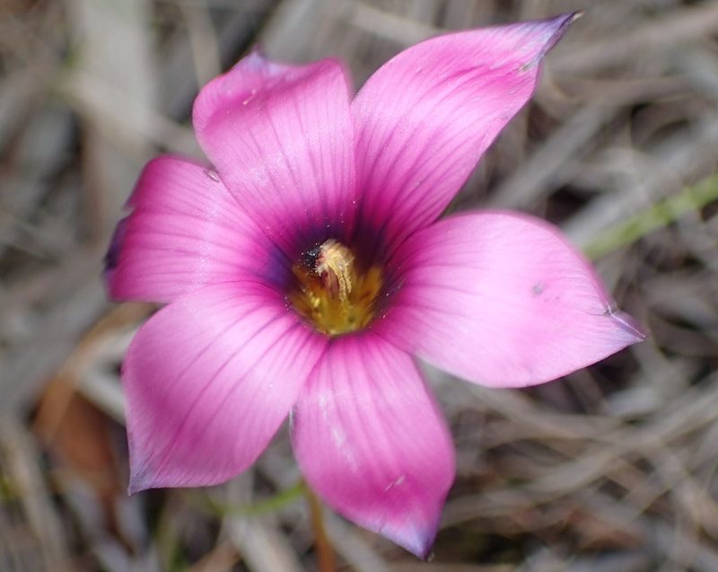 Romulea cruciata, photographed by Nicola van Berkel