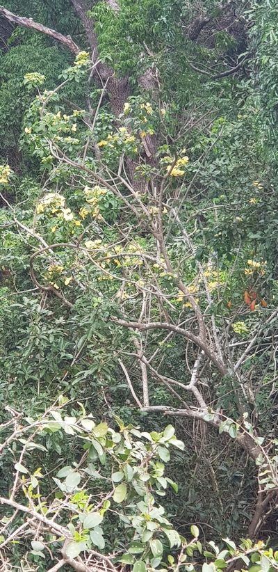 Crateva kirkii, photographed by Suvarna Parbhoo Mohan