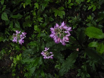 Calanthe masuca, photographed by Divya Mudappa