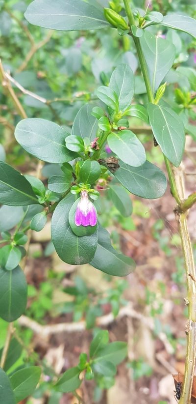 Justicia capensis, photographed by Suvarna Parbhoo Mohan