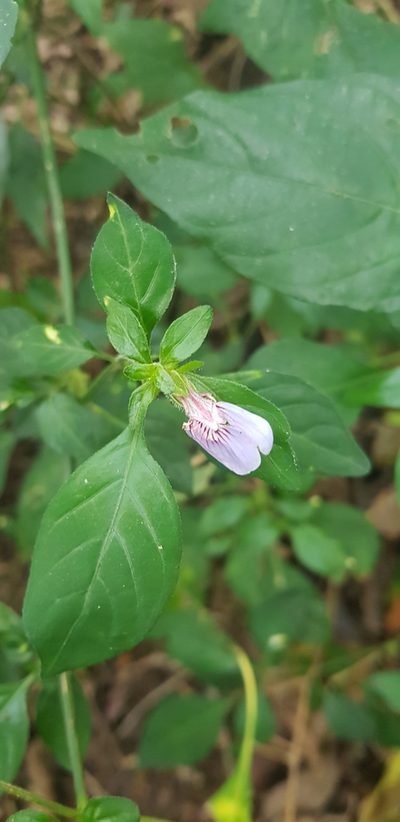 Justicia petiolaris, photographed by Suvarna Parbhoo Mohan