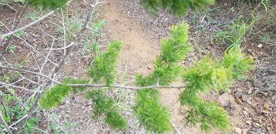 Asparagus macowanii, photographed by Suvarna Parbhoo Mohan