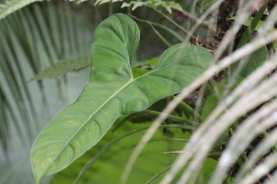 Philodendron sparreorum, photographed by Skjold Søndergaard