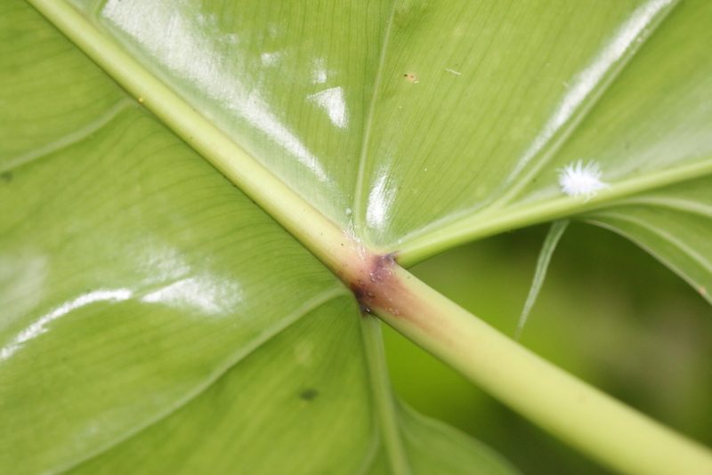 Philodendron sparreorum, photographed by Skjold Søndergaard