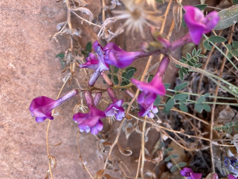 Astragalus zionis, photographed by Caleb Catto