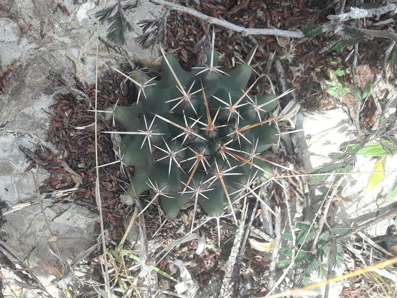 Coryphantha georgii, photographed by Alejandro Gómez Maya