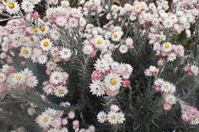 Achyranthemum paniculatum, photographed by Di Turner