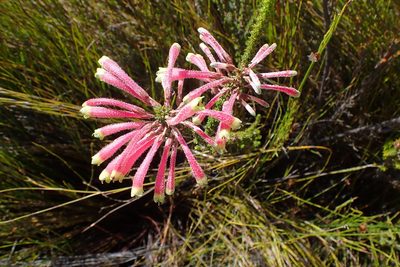 Erica densifolia, photographed by Di Turner