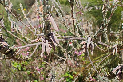 Indigofera flabellata, photographed by Di Turner