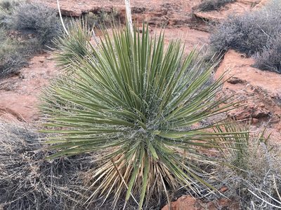 Yucca utahensis, photographed by Caleb Catto