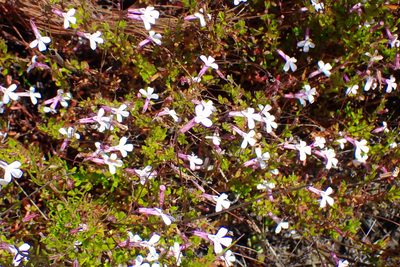 Lobelia neglecta, photographed by Di Turner