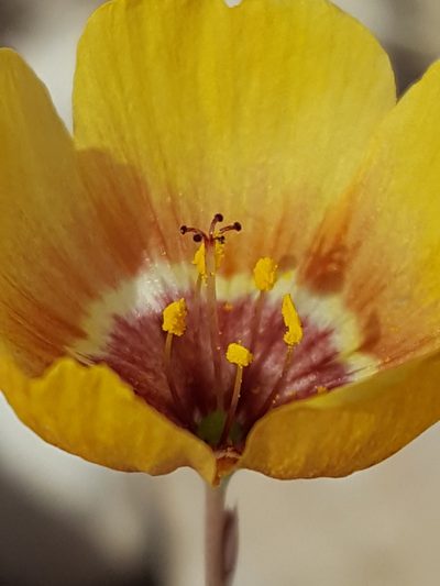 Linum vernale, photographed by Alex Abair