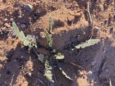 Brassica tournefortii, photographed by Caleb Catto