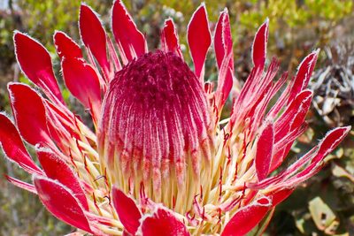 Protea eximia, photographed by Di Turner