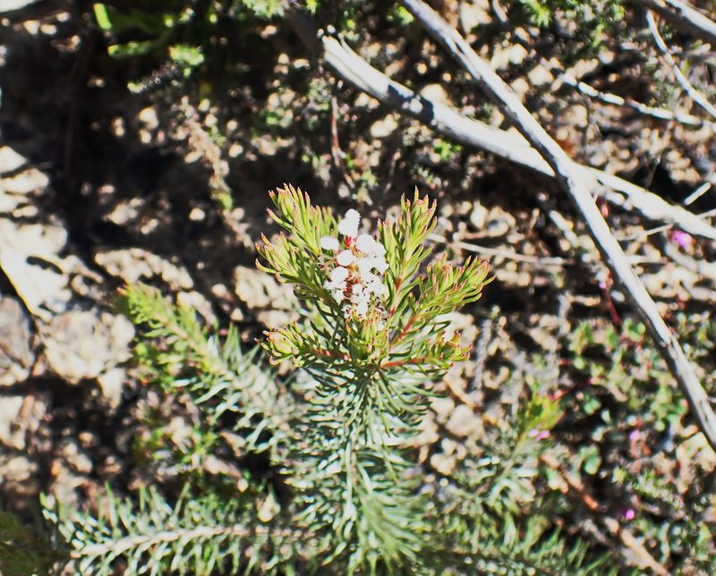 Spatalla barbigera, photographed by Di Turner