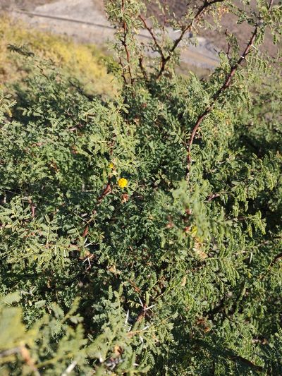 Vachellia pacensis, photographed by Abraham Sánchez Romero