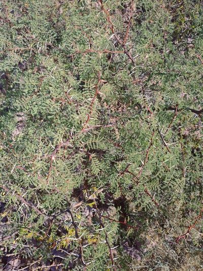 Vachellia pacensis, photographed by Abraham Sánchez Romero