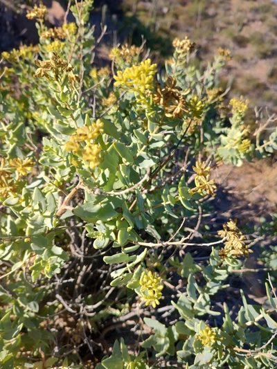 Coulterella capitata, photographed by Abraham Sánchez Romero