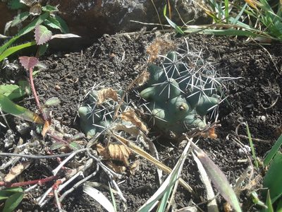 Coryphantha georgii, photographed by Alejandro Gómez Maya