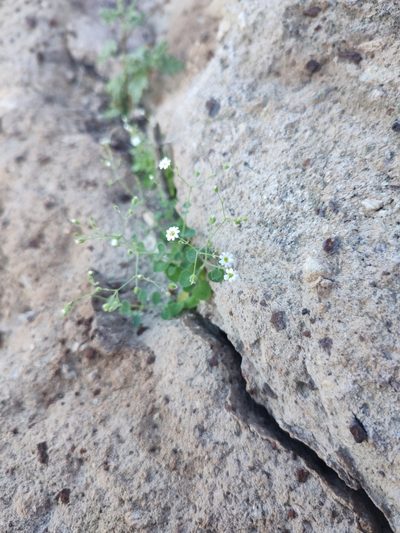 Drymaria debilis, photographed by Abraham Sánchez Romero
