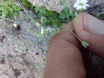 Drymaria debilis, photographed by Abraham Sánchez Romero