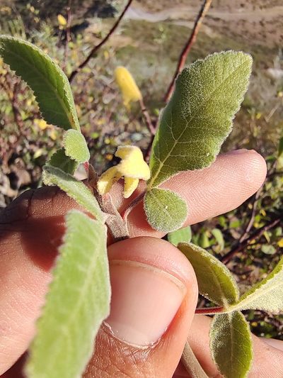 Bursera hindsiana, photographed by Abraham Sánchez Romero