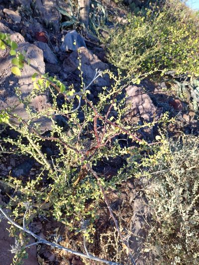 Euphorbia californica, photographed by Abraham Sánchez Romero