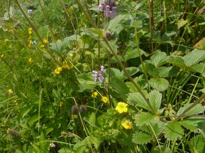 Stachys splendens, photographed by Dinesh Valke