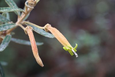 Siphocampylus columnae, photographed by Andrés Ramírez-Barrera