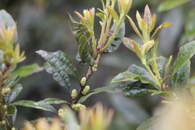 Myrica parvifolia, photographed by Andrés Ramírez-Barrera