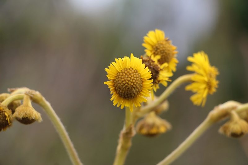 Espeletia boyacensis, photographed by Andrés Ramírez-Barrera