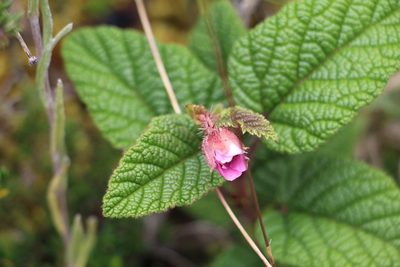 Rubus acanthophyllos, photographed by Andrés Ramírez-Barrera