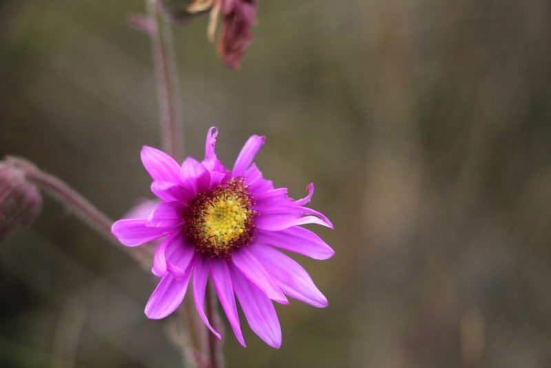 Senecio formosoides, photographed by Andrés Ramírez-Barrera
