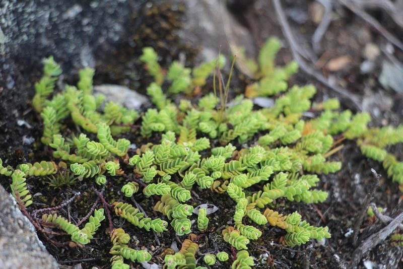 Euphorbia orbiculata, photographed by Andrés Ramírez-Barrera