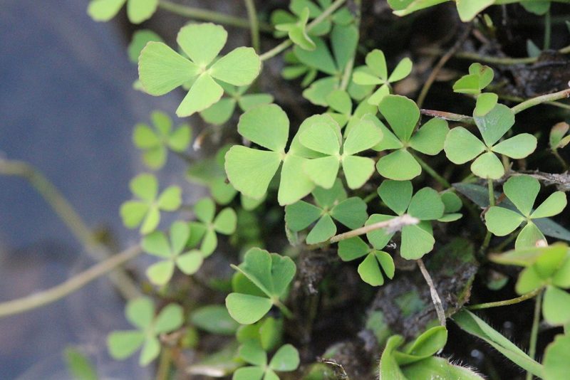 Marsilea crenata, photographed by Agnes Trekker