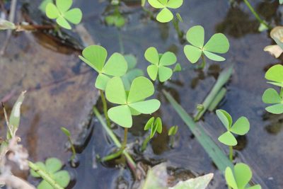 Marsilea crenata, photographed by Agnes Trekker