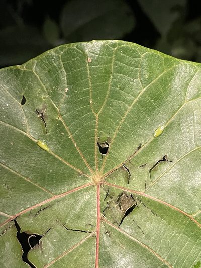 Macaranga indica, photographed by Vijay Karthick